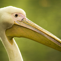 Buy canvas prints of  The pelican by Marina Otto