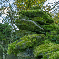 Buy canvas prints of  wall with moss by Marina Otto
