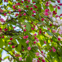 Buy canvas prints of  Cherry Blossom by Marina Otto