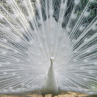 Buy canvas prints of White Peacock by Karen Broome
