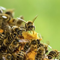 Buy canvas prints of Busy Bees by Mark Bangert