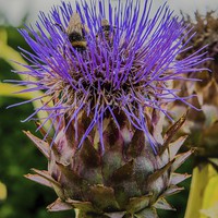 Buy canvas prints of Bees on a thistle by Mark Bangert