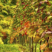 Buy canvas prints of Autumn Vines by Mark Bangert