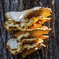 Buy canvas prints of Giant Fungus by Mark Bangert