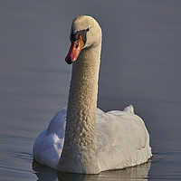Buy canvas prints of Swan in the sunlight by Mark Bangert