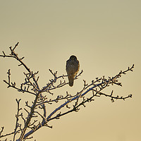 Buy canvas prints of Kestrel on a cold morning by Mark Bangert
