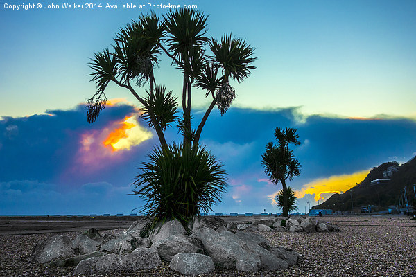 Palm Trees Folkestone Beach Picture Board by John B Walker LRPS