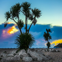 Buy canvas prints of Palm Trees Folkestone Beach by John B Walker LRPS