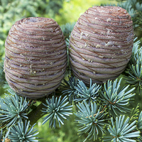 Buy canvas prints of Pine Cones by John B Walker LRPS