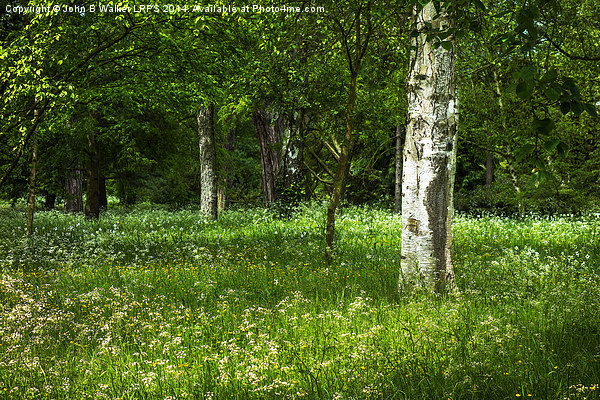 English Woodland in Spring Picture Board by John B Walker LRPS