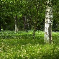 Buy canvas prints of English Woodland in Spring by John B Walker LRPS