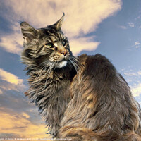 Buy canvas prints of Maine Coon Cat posing in the Sunset by John B Walker LRPS