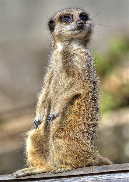 Meerkat on A Hot Tin Roof 2 Picture Board by Mike Gorton