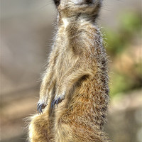 Buy canvas prints of Meerkat on A Hot Tin Roof 2 by Mike Gorton