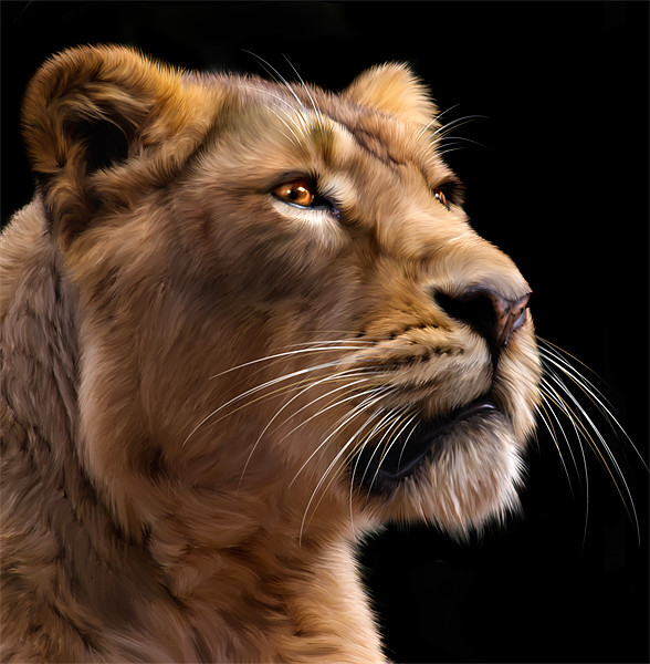 Lioness 2 Framed Mounted Print by Mike Gorton