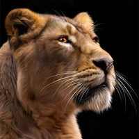 Buy canvas prints of Lioness 2 by Mike Gorton