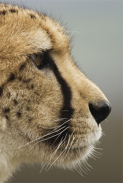 Cheetah profile Picture Board by Mike Gorton