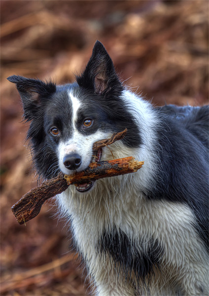 The Playful and Loyal Border Collie Picture Board by Mike Gorton