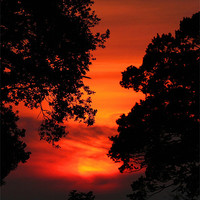 Buy canvas prints of Sunset Between The trees by Mike Gorton