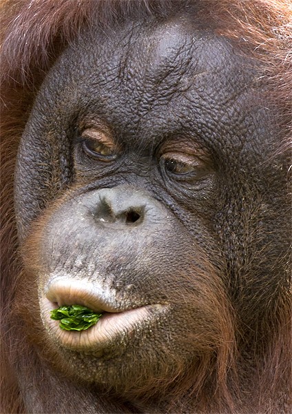 Orangutan Picture Board by Mike Gorton