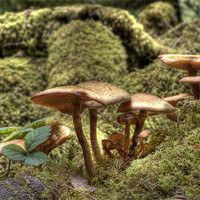 Buy canvas prints of Fungi or Magic Toadstools  by Mike Gorton
