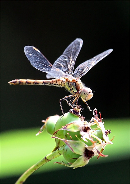 Dragon Fly Sympetrum striolatum - Common Darter Picture Board by Mike Gorton