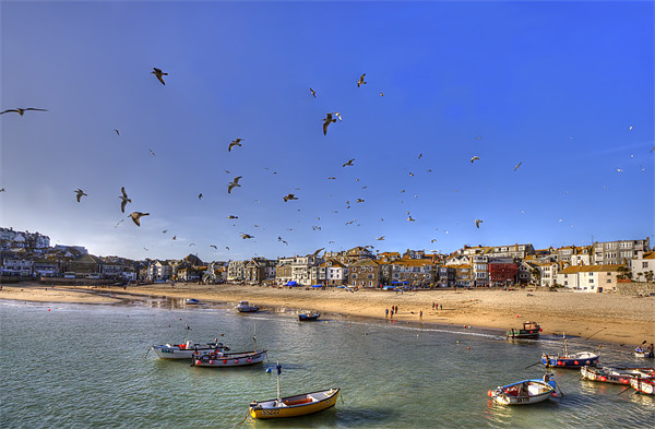 Seagulls Invade St Ives Cornwall Picture Board by Mike Gorton