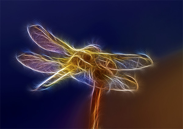 Electric Dragonfly Picture Board by Mike Gorton