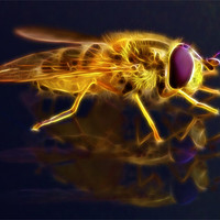 Buy canvas prints of Electric Bee by Mike Gorton