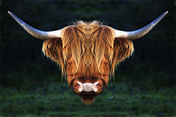 Long Horn Cow abstract Picture Board by Mike Gorton