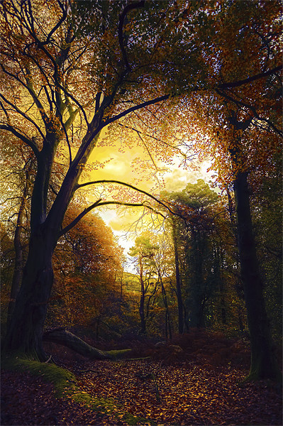 Autumn Glow in The Forest Picture Board by Mike Gorton
