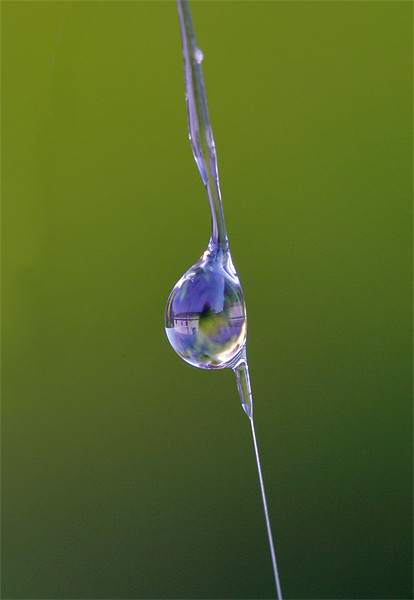 Water Droplet on Spider’s Web Picture Board by Mike Gorton
