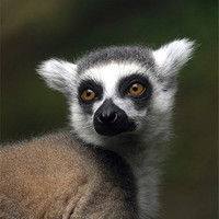 Buy canvas prints of Ring-tailed lemur by Mike Gorton