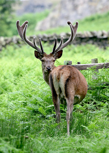 Stag Red Deer Picture Board by Mike Gorton