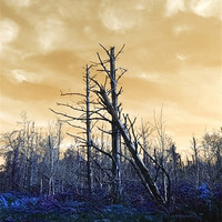 Buy canvas prints of Death of The trees by Mike Gorton