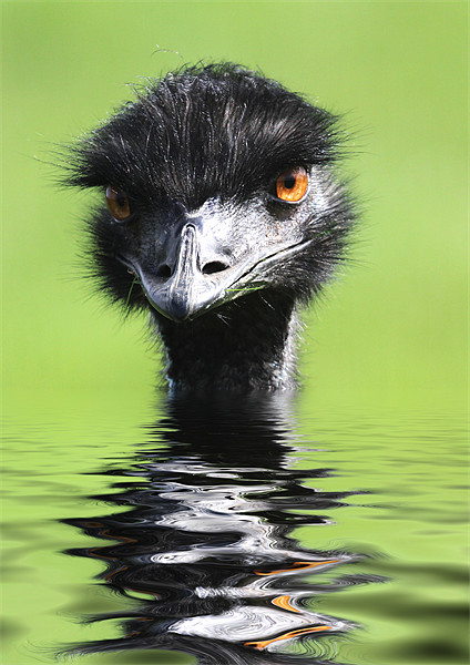 Emu Keeping Head Above Water Picture Board by Mike Gorton