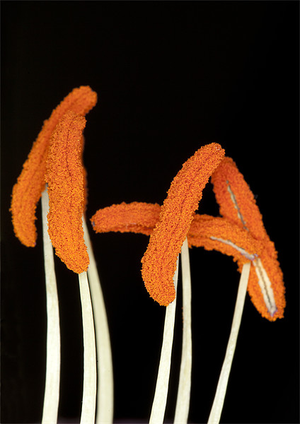 Orange Lily Stamen Picture Board by Mike Gorton