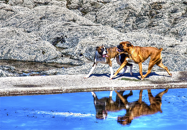 Playful Boxer Dogs on a Beach Picture Board by Mike Gorton