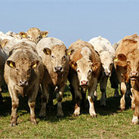 Buy canvas prints of Herd of Cows by Mike Gorton