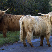 Buy canvas prints of Highland Cows by Mike Gorton