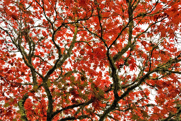 Autumn Red Canopy Picture Board by Mike Gorton