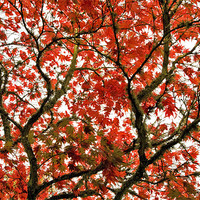 Buy canvas prints of Autumn Red Canopy by Mike Gorton