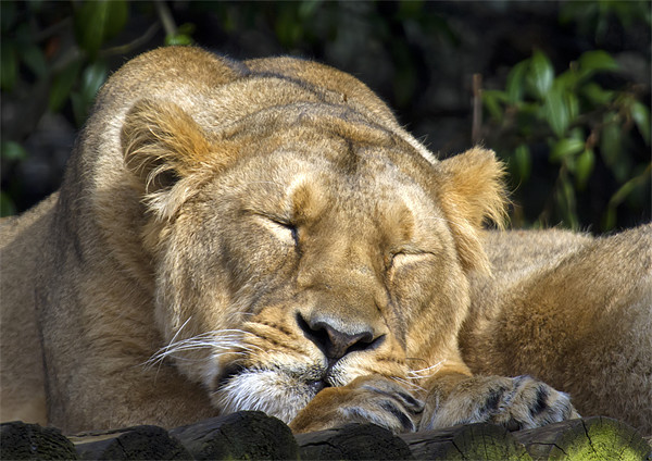 Sleeping Lioness Picture Board by Mike Gorton