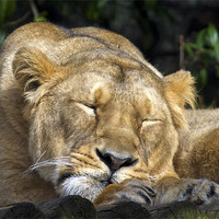 Buy canvas prints of Sleeping Lioness by Mike Gorton