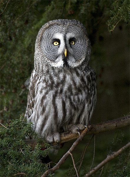 Great Grey Owl Picture Board by Mike Gorton