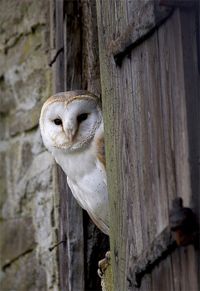 Barn Owl Bird of Prey Picture Board by Mike Gorton