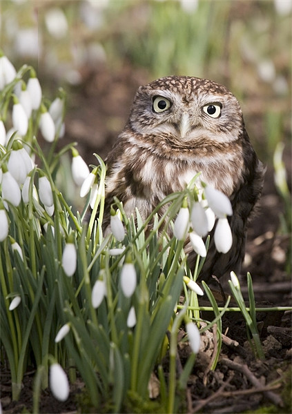 Little Owl and Snowdrops Picture Board by Mike Gorton