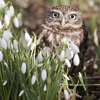 Buy canvas prints of Little Owl and Snowdrops by Mike Gorton