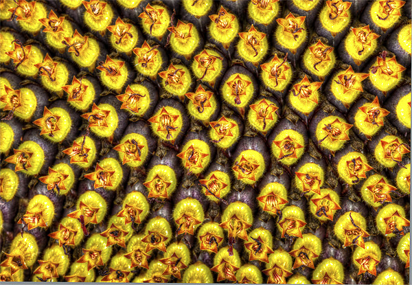 Sunflower Head Macro Picture Board by Mike Gorton