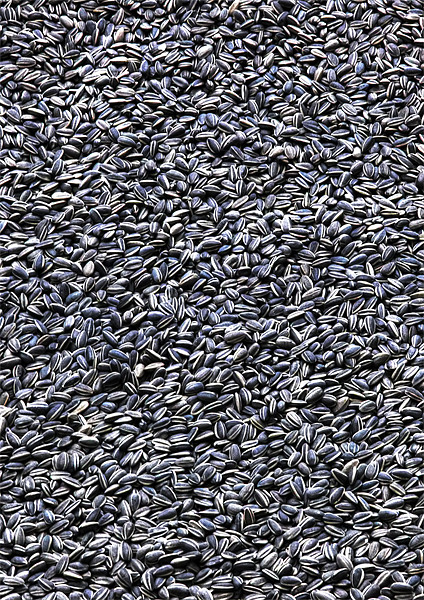 Lots and lots of Sunflower Seeds Picture Board by Mike Gorton